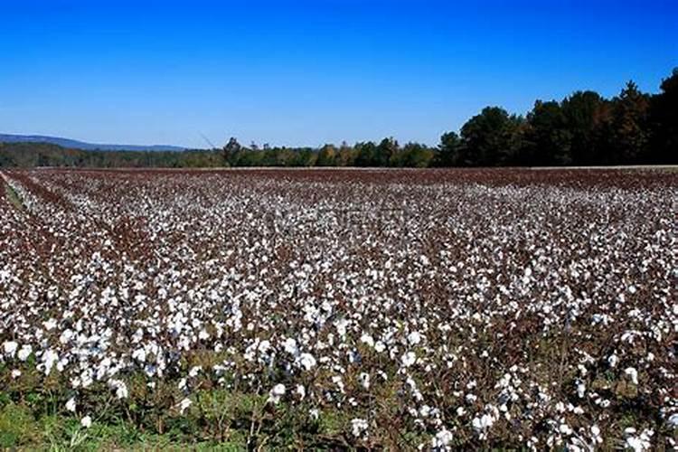 棉花中后期要怎样管理
