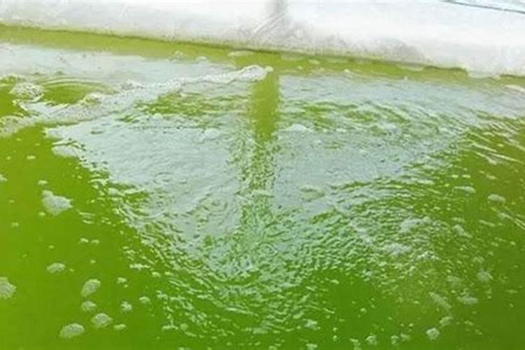 养殖池塘青苔泛滥成灾？教你处理青苔方法