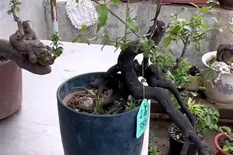 金弹子盆景的养护方法