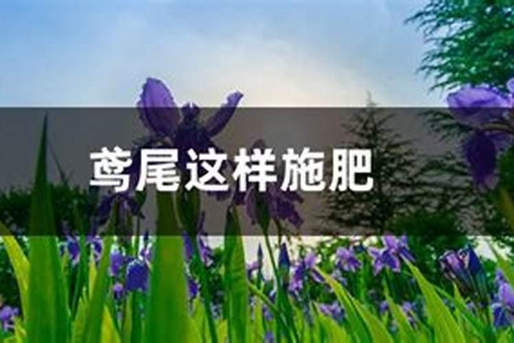 鸢尾花怎么快速开花