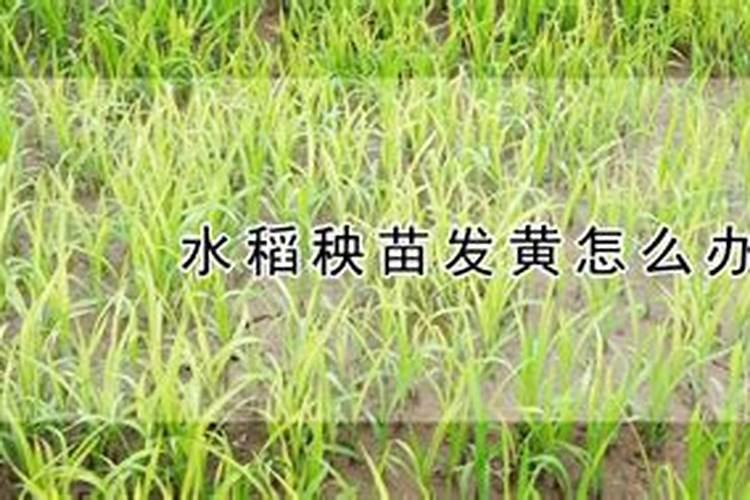 小度你听他那个我那个水稻吗现在四个一样的里面发黄了我怀疑是不是底 ...