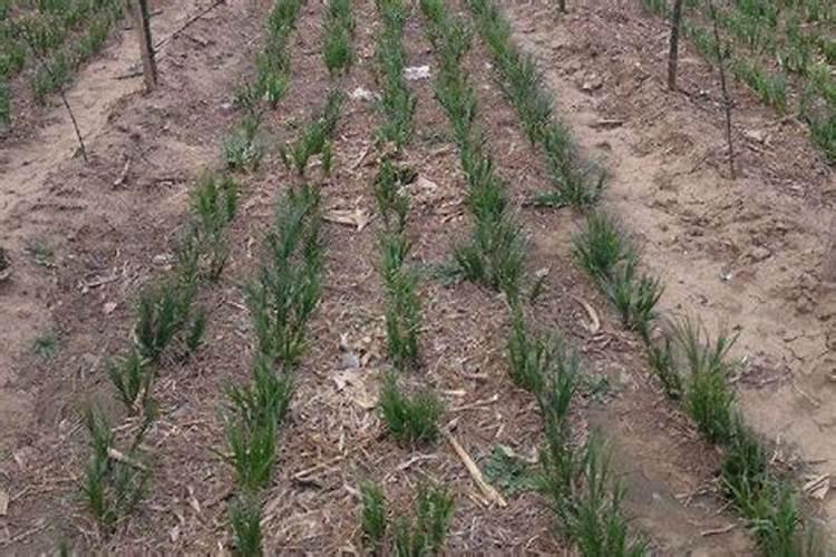 知母的养殖方法是什么