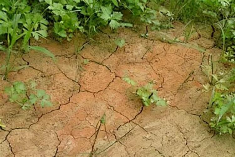 如何把碱性土壤改良成为酸性土壤