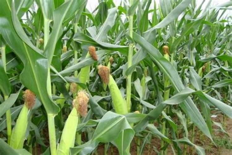 一亩玉米地该施多少肥料？