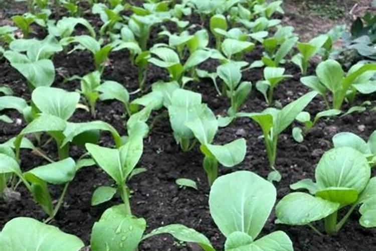 上海青如何种植长的快