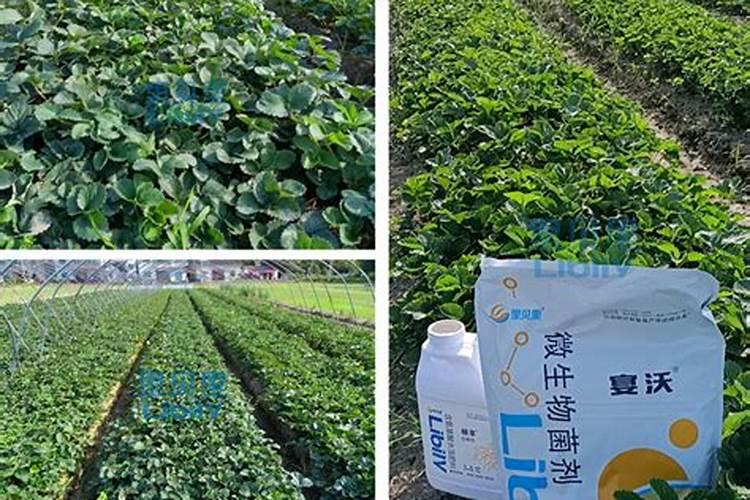 水溶肥使用技巧