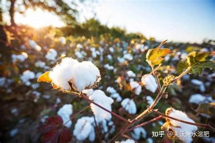 樱桃树施什么肥最好