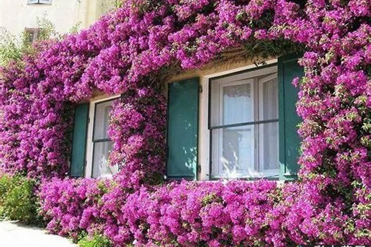 氮肥养花的作用