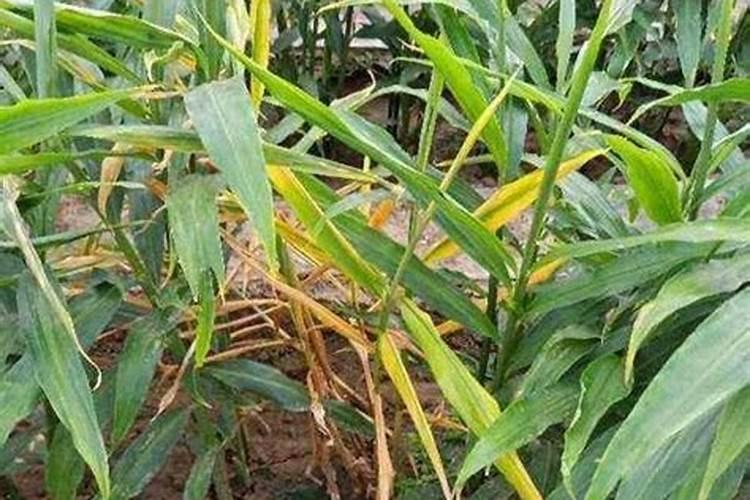 沙姜怎么种植技术