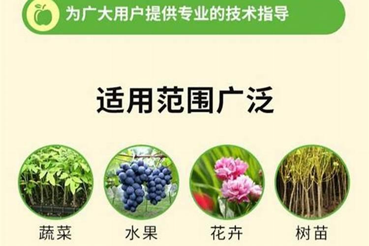 草莓定植后几天打药