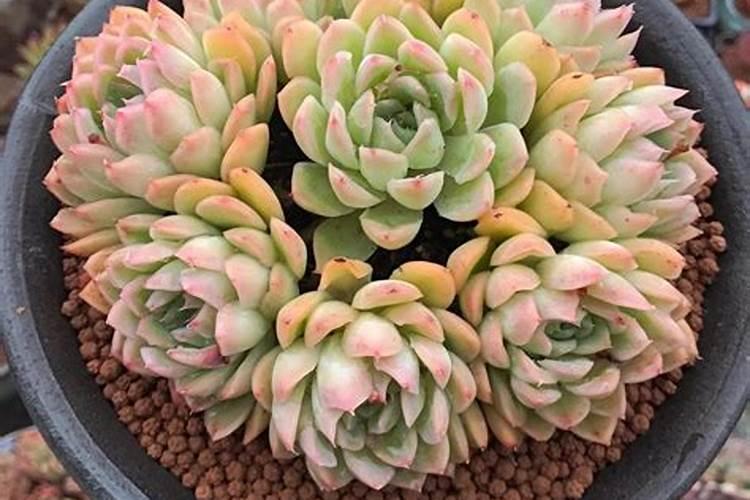 多肉植物没有死,怎么不长