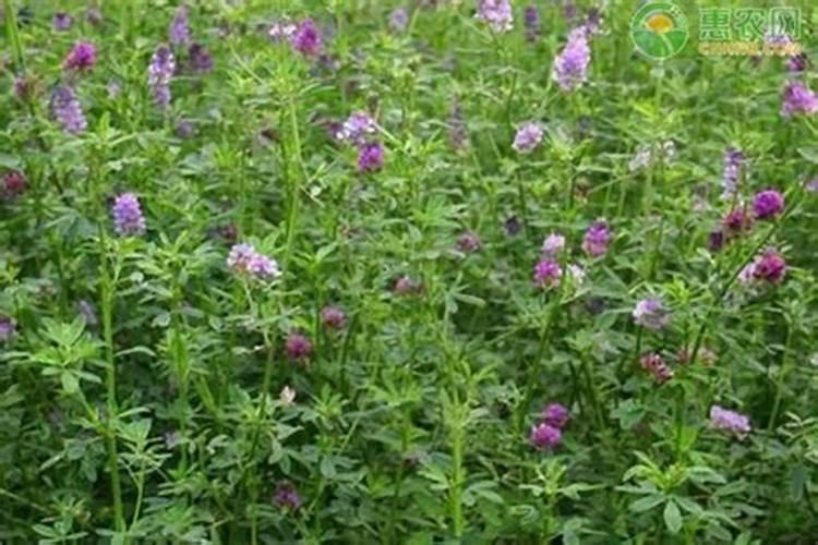 紫花苜蓿施什么肥长得快花卉百科