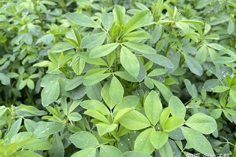 种植紫花苜蓿草用什么化肥