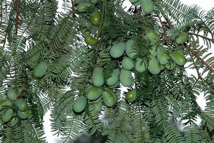 香榧该怎么施肥