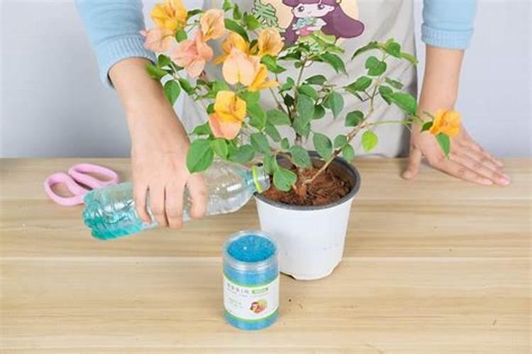 三角梅叶片薄可以喷叶面肥吗