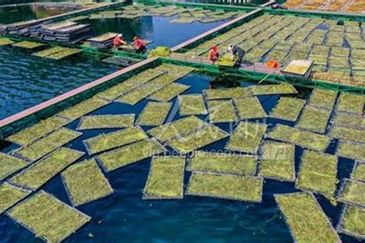 钾肥过多如何表现