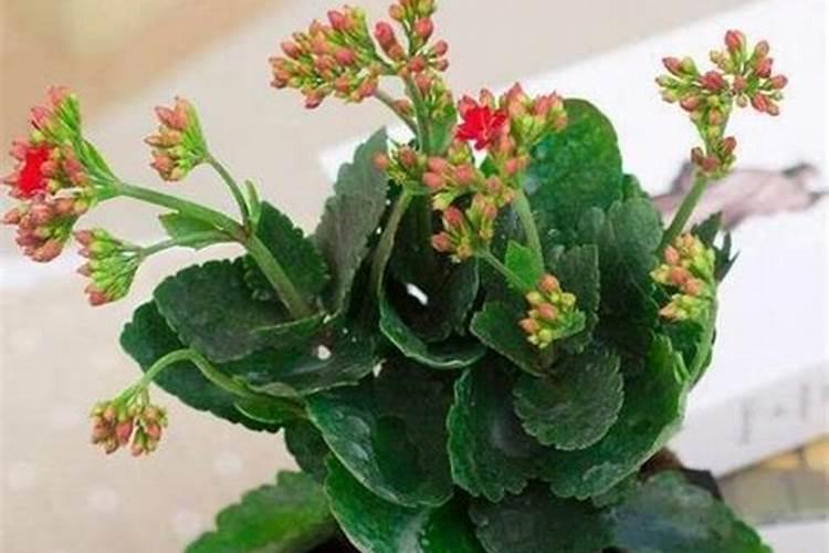 花生皮泡水可以浇长寿花吗