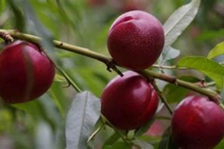 桃子大棚朔料上反拉,有什么办法能补救吗