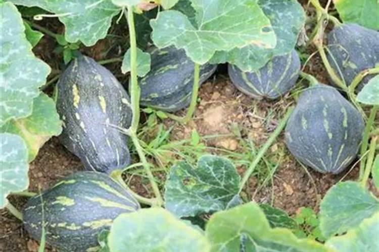 铁线莲施什么肥最好