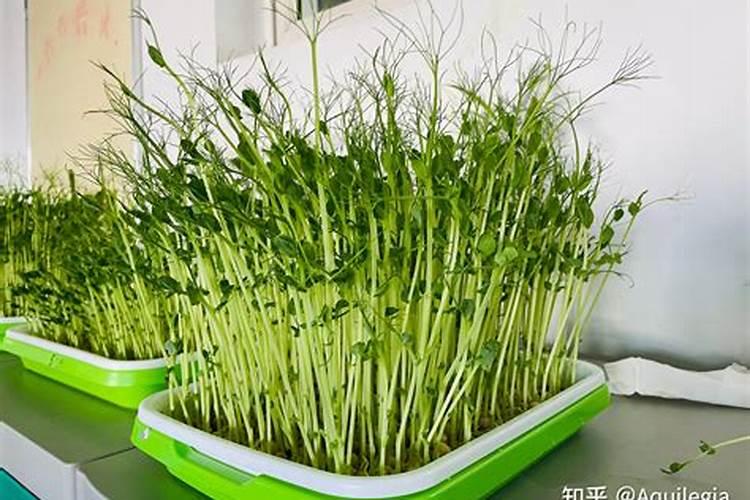 扑草净对花菜安全吗