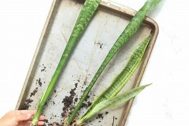 虎皮兰叶插繁殖方法,虎皮兰叶片扦插生根只需四步