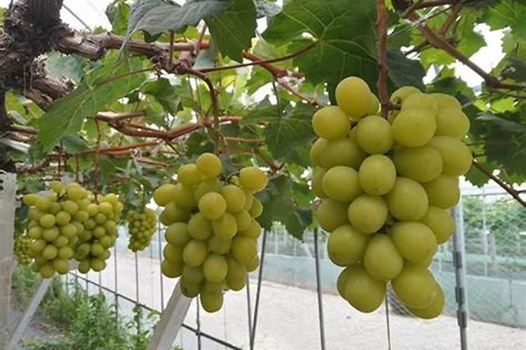 阳光玫瑰成熟期施什么肥