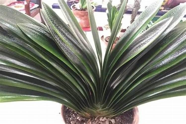 君子兰冬天可以施肥吗