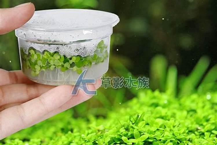 趴地矮珍珠怎么养