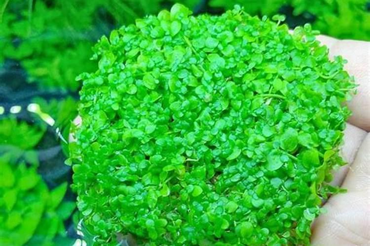 趴地矮珍珠怎么养 尤其是刚栽完不久