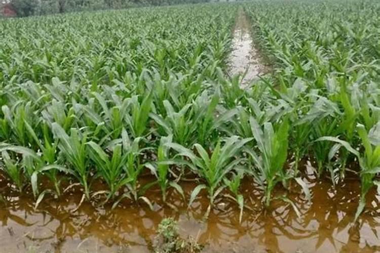 水淹的玉米苗发黄打什么叶面肥效果最好