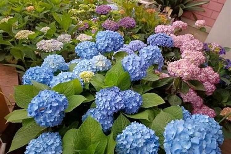 玫瑰一般哪几个月施肥