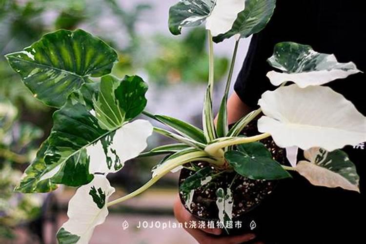 5种不容错过的室内观叶盆栽,阳光少也能养,不比观花植物差