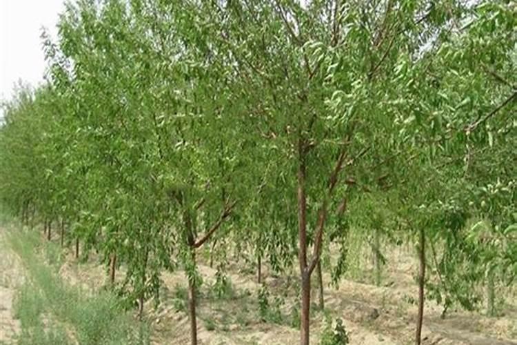 玉米专用叶面肥什么牌子好