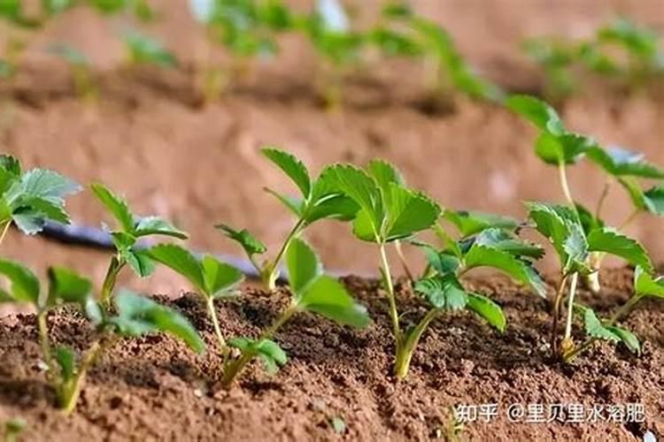草莓上如何施水溶肥促幼果膨大？施用方法