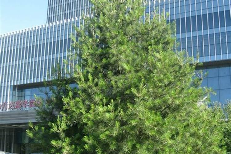 白皮松针叶发黄怎么办？白皮松针叶发黄原因及解决方法