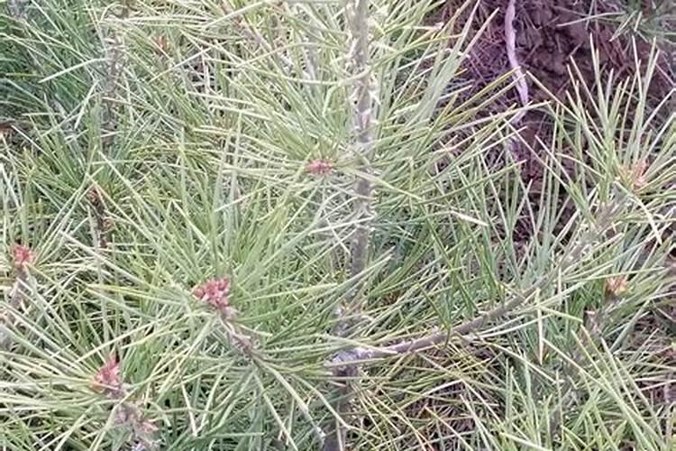 白皮松针叶发黄原因与解决方法及白皮松判断苗木质量技巧