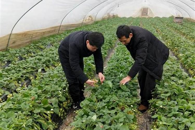 马铃薯秧子徒长什么时候用亚磷酸钾？