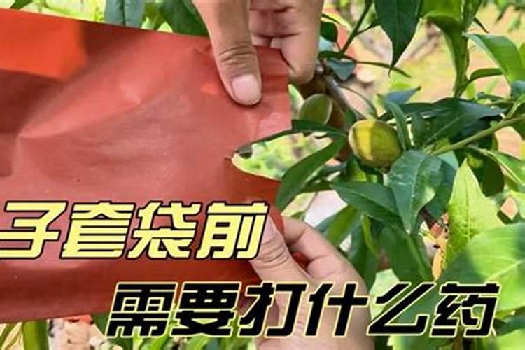 桃子膨大期喷什么上色增甜？