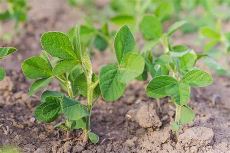 豌豆苗剪后第二次怎么发