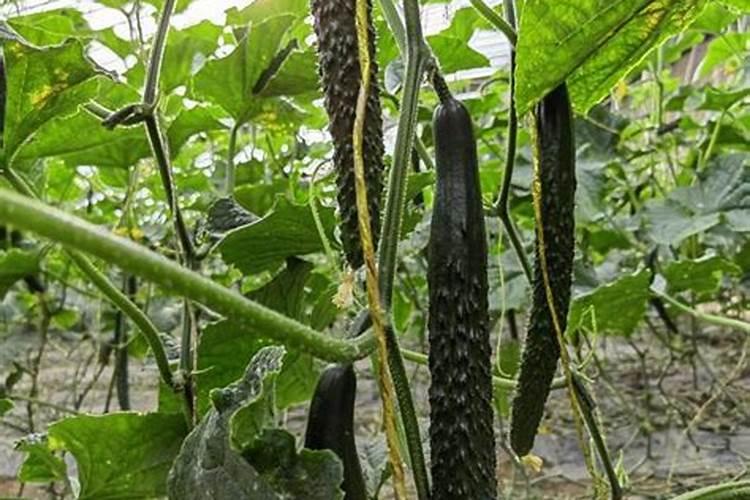 红糖做叶面肥的配方