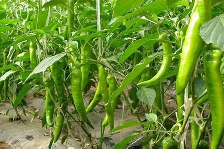 辣椒坐果期用什么肥料