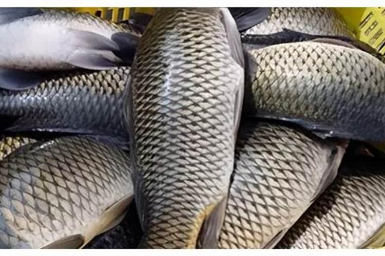 鱼塘应注意补磷(池塘磷肥使用注意事项)