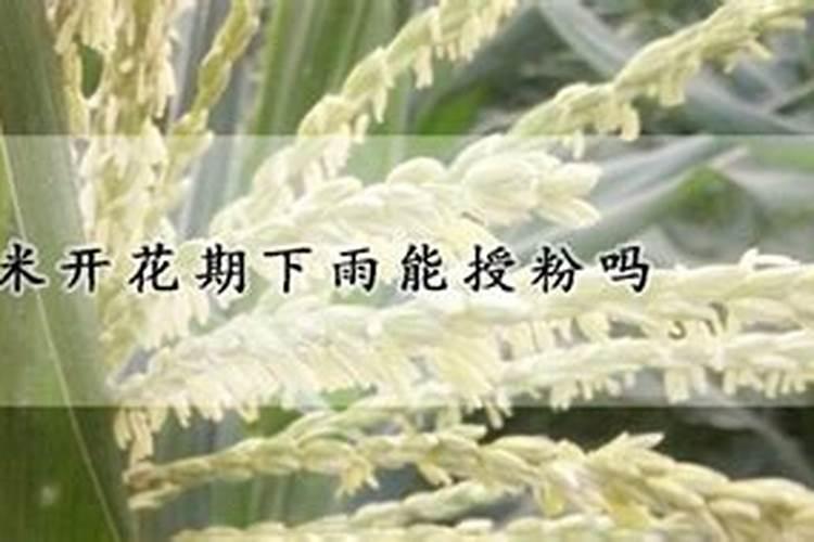 怎样施用硼肥防治小麦不稔症？