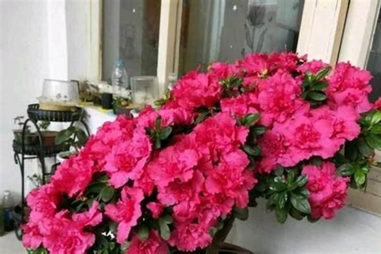 杜鹃花一年开几次