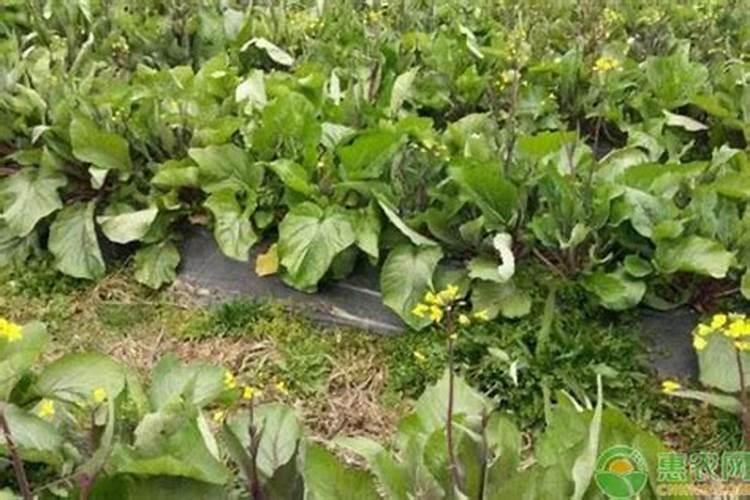 红菜苔移栽最佳时间