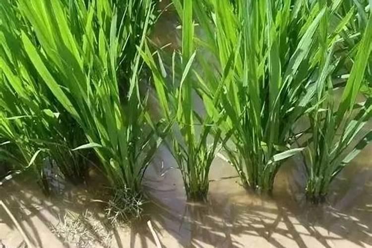 水稻抽穗了可以喷液体氮吗？