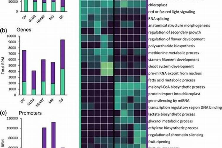 斑马鱼开口喂蛋黄怎么喂
