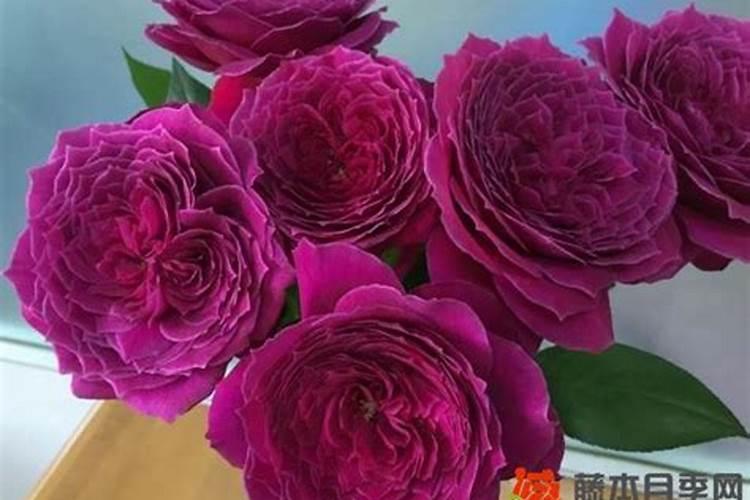 月季花哪时候施肥比较好 月季花什么时候施肥