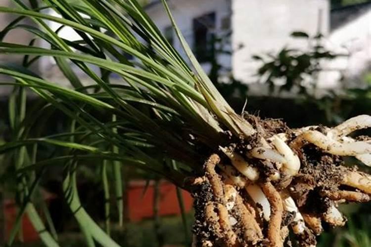 南瓜藤爬满了树会不会死