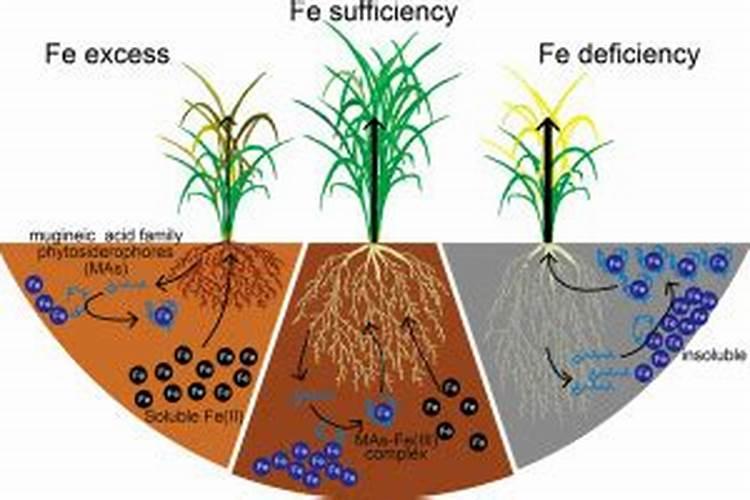 植物需要的元素